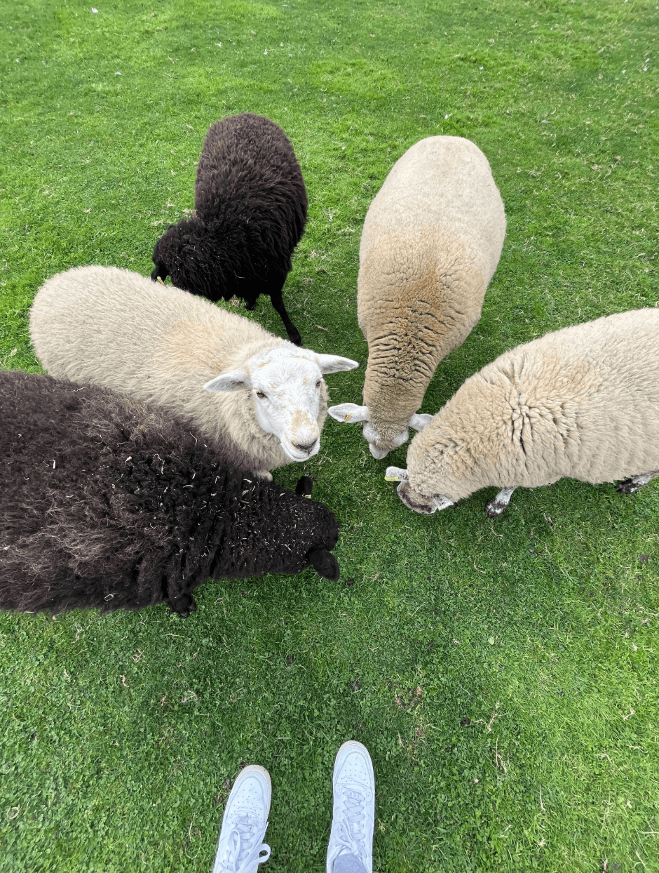 sheep